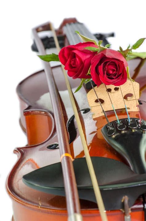 173 Beautiful Roses Violin Stock Photos Free And Royalty Free Stock