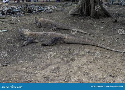 Komodo Dragon The Largest Lizard In The World Walks On The Ground It