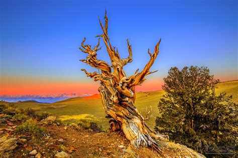 A Year Old Bristlecone Pine Tree In The White Off