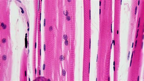 muscle tissue skeletal muscle fibers cross section tease flickr