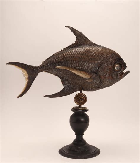 Marine Specimen A Sickle Pomfret Fish Italy 1870 For Sale At 1stdibs