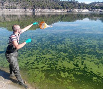 Toxic cyanobacteria detection in fresh water reservoirs - IMDEA Water 