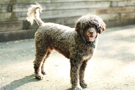 Portuguese Water Dog Mixes Youll Love These 13 Crosses