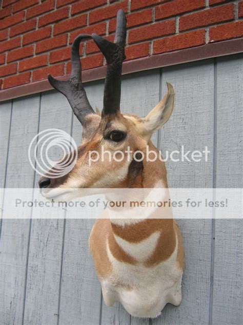 Pronhorn Antelope Wall Pedestal Pixs