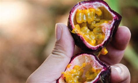 Passion Fruit During Pregnancy Safety Benefits And Risks