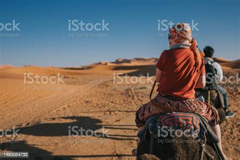 Camel Caravan Going Through The Sahara Desert In Morocco At Sunset