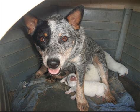 Blue Heeler Puppy Pictures - Dogs Breeds Guide