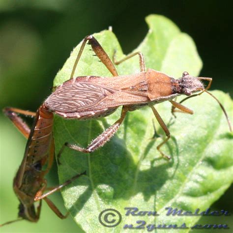 Broad Headed Bug Alydus Pilosulus Bugguide Net