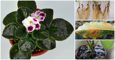 Common Houseplant Diseases And Methods To Control Them