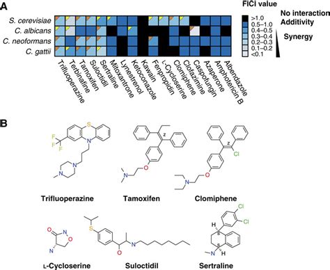 Synergistic drug interactions with fluconazole. (A) Heat map of drug ...