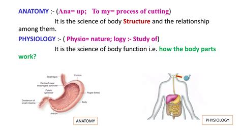 Scope Of Anatomy And Physiology Pptx