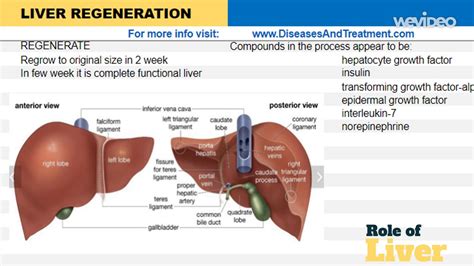 LIVER REGENERATION YouTube