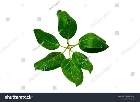 Banyan Tree Leaves Isolated On White Stock Photo 2184264481 | Shutterstock