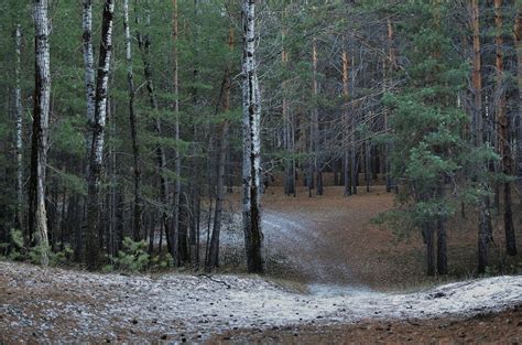 Snow in Coniferous Forest · Free Stock Photo