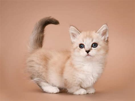 Gatto Munchkin Caratteristiche E Consigli Sul Gatto Dalle Zampe Corte