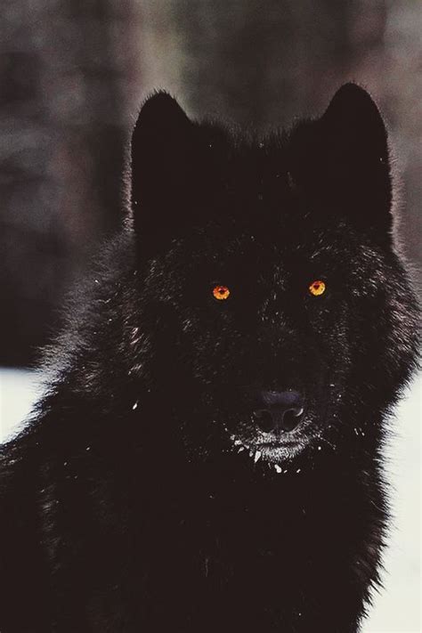 The 25 Best Black Wolves Ideas On Pinterest Wolf Black Wolves And