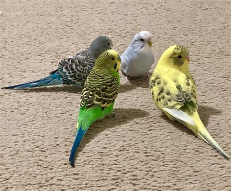 8535 Best Rbudgies Images On Pholder Pickles Is Chubby