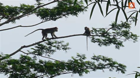 Banyak Monyet Berkeliaran Di Kota Bandung Bmkg Sebut Tak Ada Kaitan