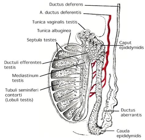 Hoden Anatomie Und Physiologie Testis Urologielehrbuch De