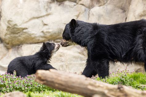 What's New at the Smithsonian’s National Zoo This Summer? | Smithsonian ...