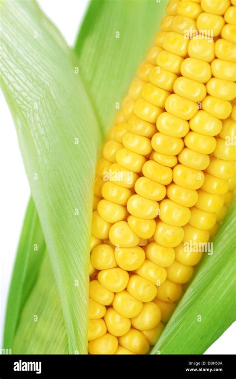 Sweet Corn Isolated On White Stock Photo - Alamy