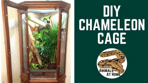 How To Convert Cabinet Into Reptile Enclosure Animals At Home