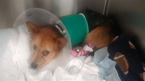 Seriously Injured Dog Brought to Dan Cosgrove Animal Shelter – NBC ...