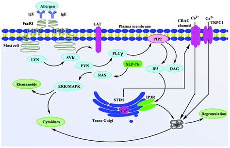 Ca 2 Participates In Mast Cell Activation Signaling Pathway