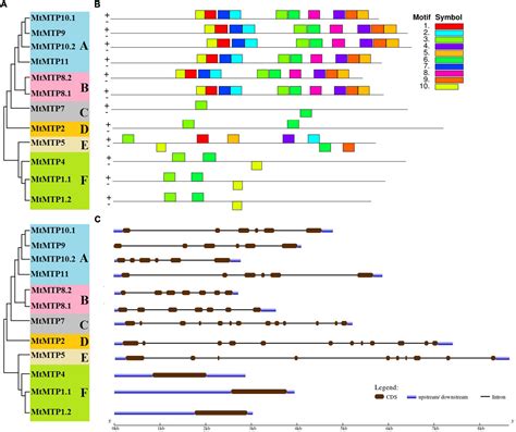 Frontiers Genome Wide Identification And Expression Analysis Of Metal