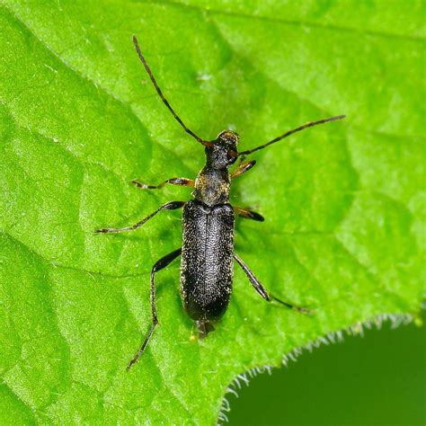 Mattschwarzer Blütenbock Grammoptera ruficornis Mattschw Flickr