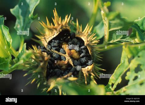 Stramonium Jimsonweed Thornapple Jimson Weed Datura Stramonium