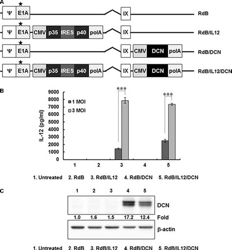 Oncotarget Oncolytic Adenovirus Coexpressing Interleukin 12 And