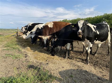 Ministerul Agriculturii anunță care e termenul limită pentru s