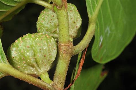 Ficus Septica Moraceae Image At Phytoimages Siu Edu