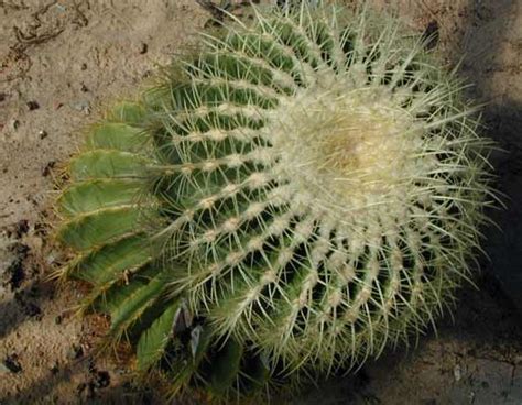 Golden Barrel Cactus Oklahoma State University