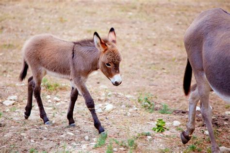 Mulo Dell Asino Del Bambino Con La Madre Immagine Stock Immagine Di