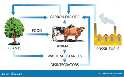 Ciclo Do Dióxido De Carbono Ilustração Do Vetor Ilustração De Alimento Ciclo 177808695