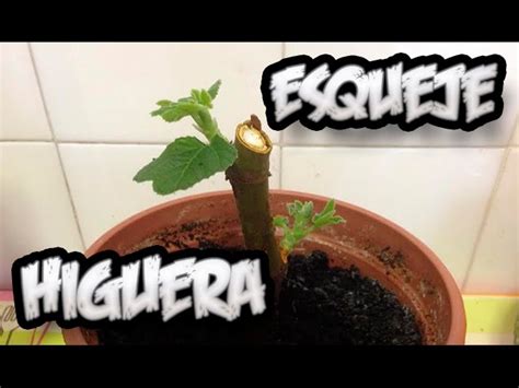 Guía completa Cómo reproducir una higuera por esqueje en tu jardín