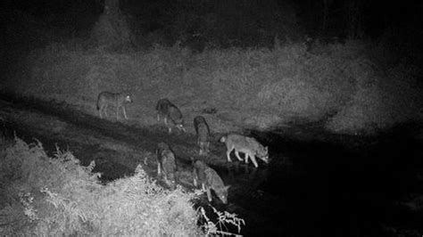 Un Nuevo Censo Del Lobo En El Norte De Galicia Asegura Que Hay 23