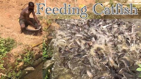 HOW TO FEED CATFISH Psenass Agric Enterprise YouTube