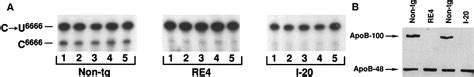 Low Expression Of The Apolipoprotein B Mrna Editing Transgene In Mice Reduces Ldl Levels But