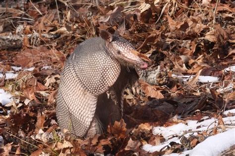 Armadillo Nueve Bandas Mam Feros De Guanajuato Inaturalist Mexico