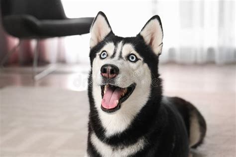 Cute Funny Siberian Husky Dog Stock Photo - Image of care, canine: 160771452