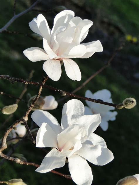 jane magnolia flowering tree 1