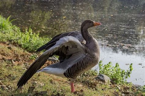 Greylag Goose - Facts, Diet, Habitat & Pictures on Animalia.bio