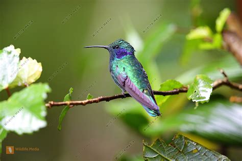 Bestellen Veilchenohrkolibri Colibri Thalassinus In Freier Wildbahn