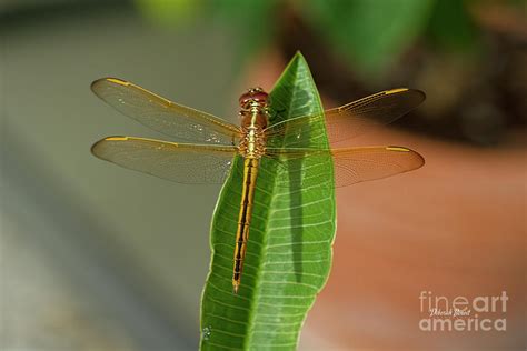 Gold Dragonfly Photograph By Deborah Benoit Fine Art America