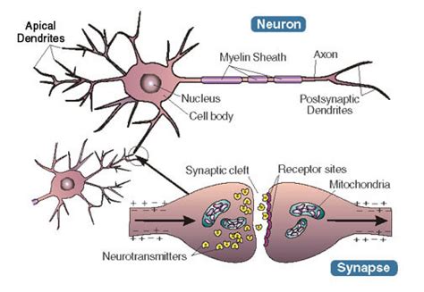 Study Shows How Synapses Organization Is Controlled EpilepsyU