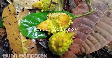 buah sempatak buah khas asal da asli  kalimantan antonius sh