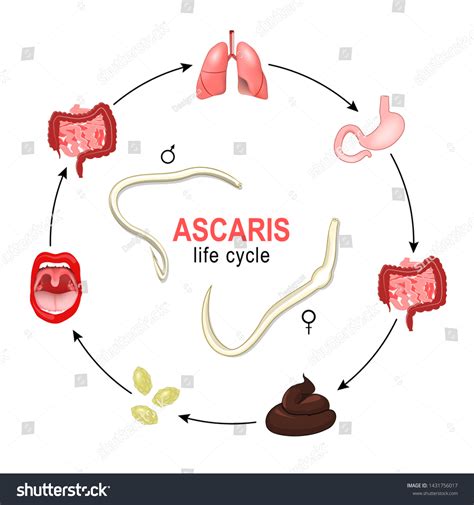 Roundworm Life Cycle